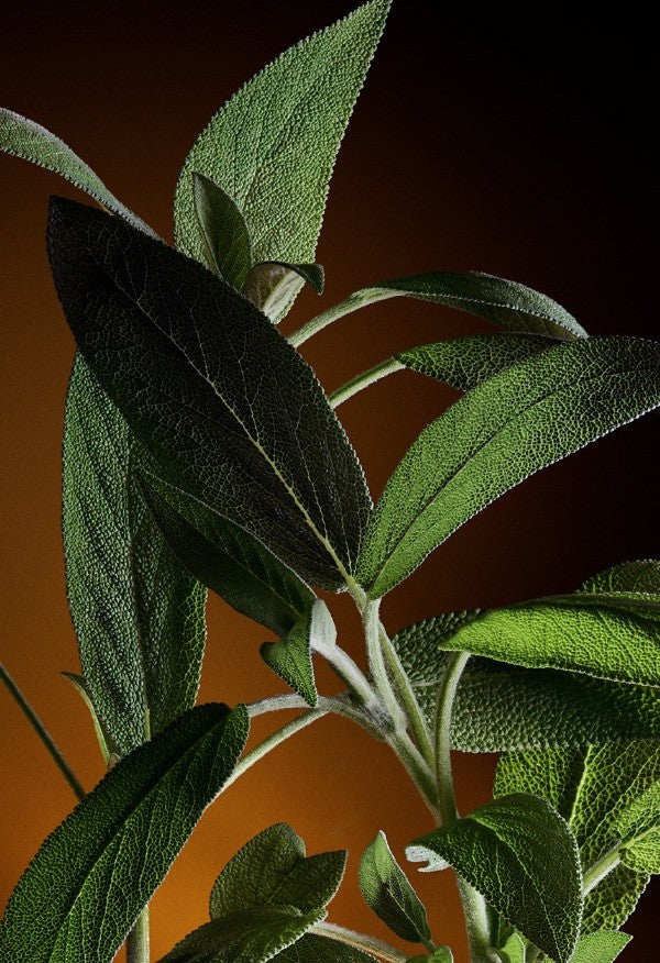 Le seul Eau de Parfum